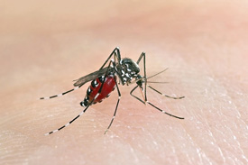 Mosquito