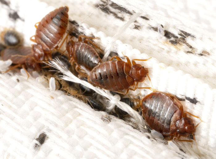 BEDBU-X Bedbug Treatment BEDBU-X Bedbug Treatment