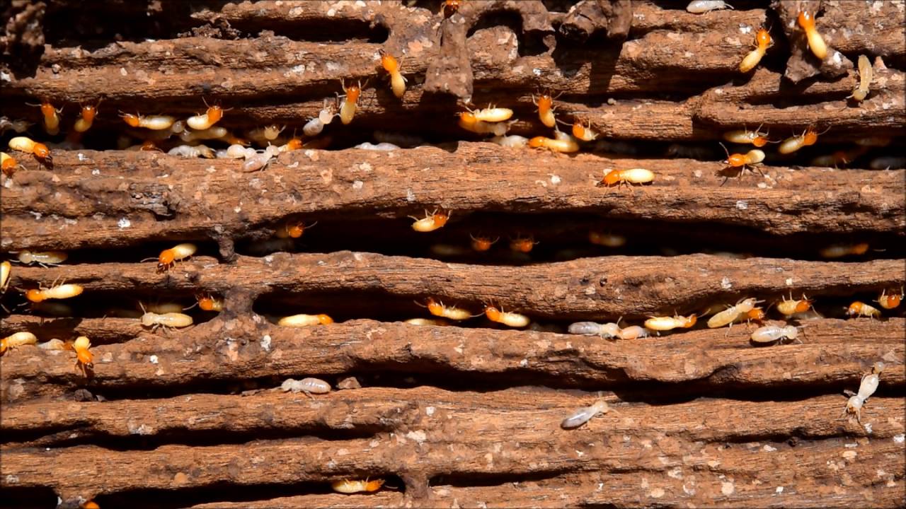 Terminator Termite Management Terminator Termite Management