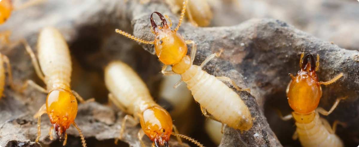 Termite Management Service Termite Management Service