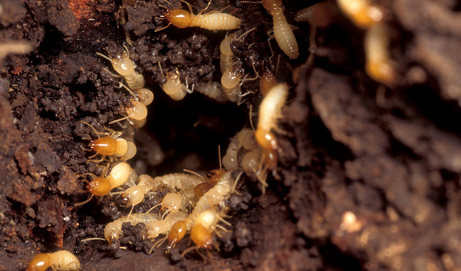 Termite management Termite management