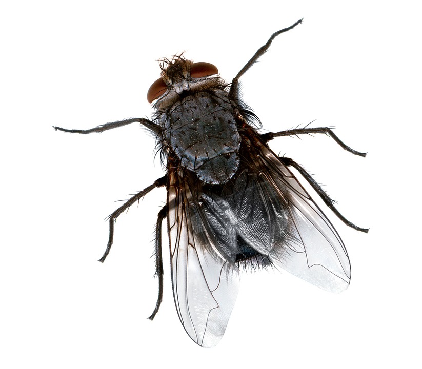 Fly Bug Wings Insect Macro Legs Pest Eyes Fly Bug Wings Insect Macro Legs Pest Eyes