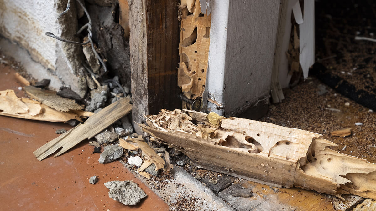 Woodcare Service Woodcare Service