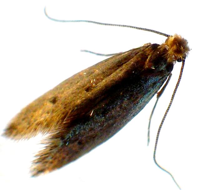 carpet-moth