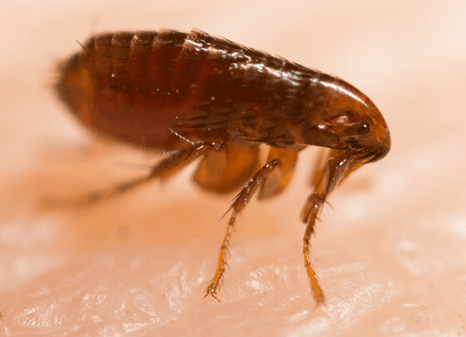 flea-bite flea-bite