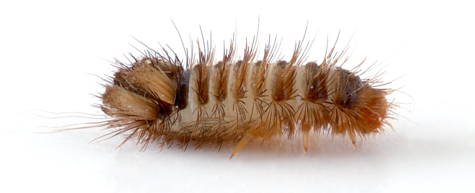 Carpet Beetle Larva Carpet Beetle Larva